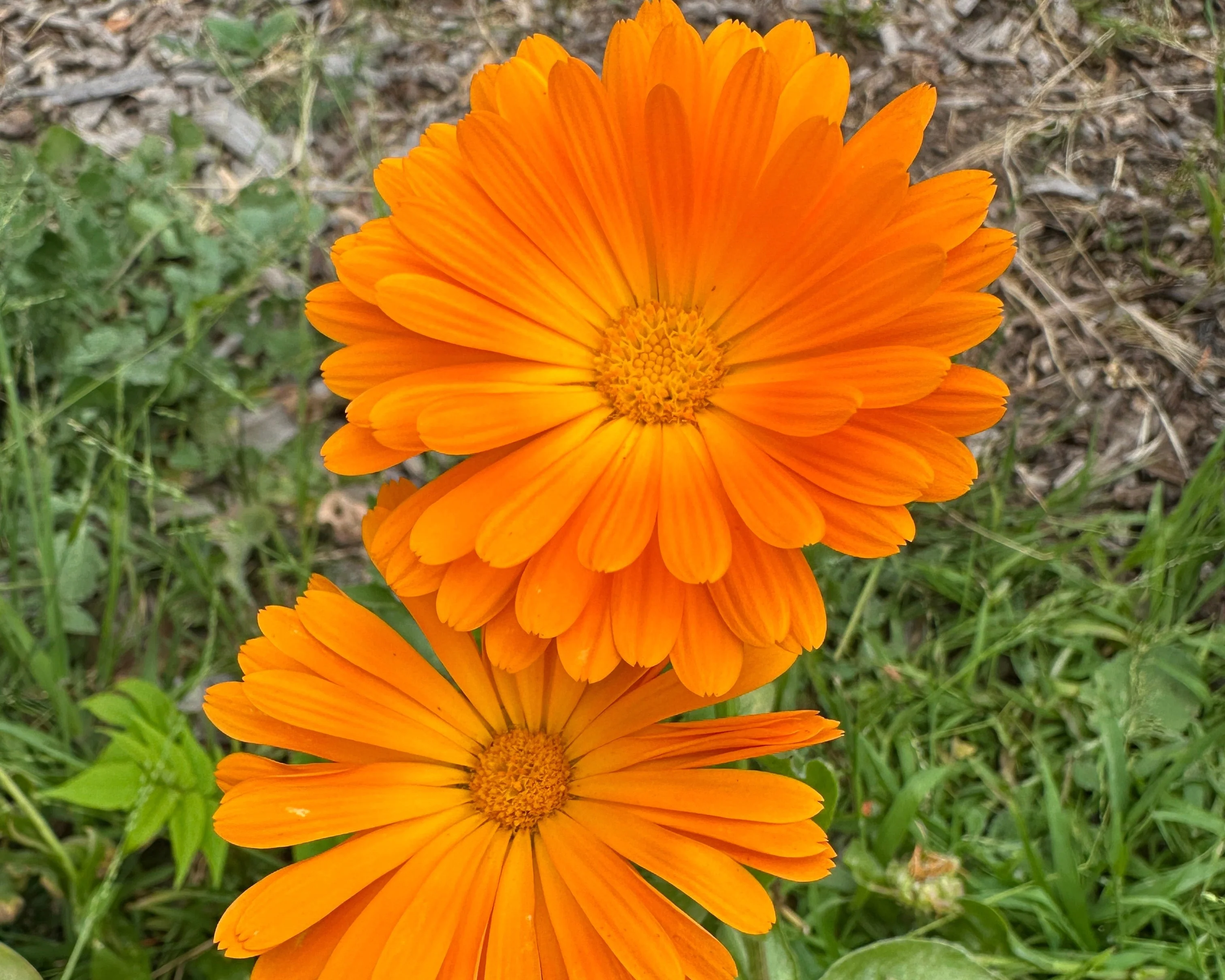 Flower Bundle - Image 3