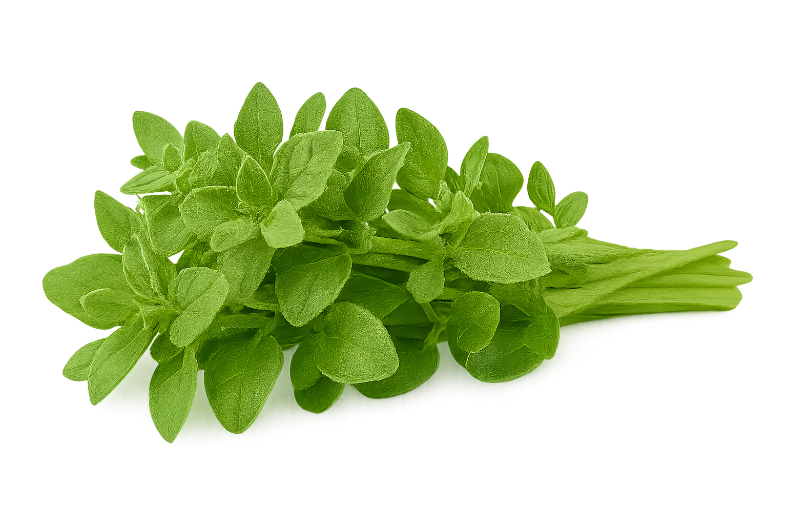 Herb Bundle - Image 9