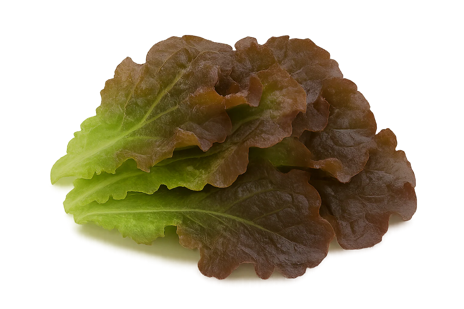 Lettuce Bundle - Image 6